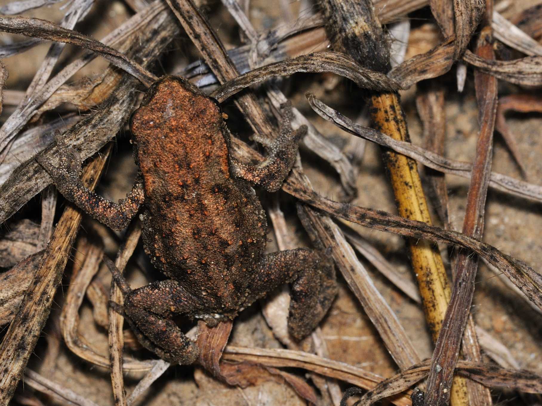 Rospetto ? Bufo bufo